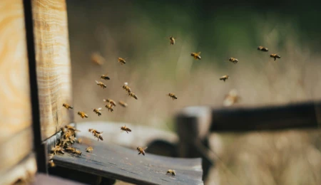 Forming a hive: The importance of recognising and organising postdoctoral ‘worker bees’