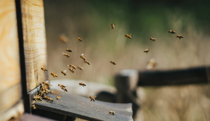 Forming a hive: The importance of recognising and organising postdoctoral ‘worker bees’