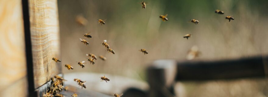Forming a hive: The importance of recognising and organising postdoctoral ‘worker bees’