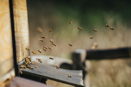Forming a hive: The importance of recognising and organising postdoctoral ‘worker bees’