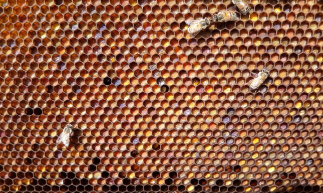 Bee pollen cells